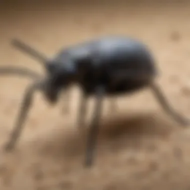 Distinguishing Features of Carpet Weevils Among Household Pests Comparison of carpet weevils and common household pests