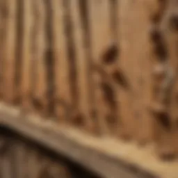 A close-up view of termite damage on wooden structures