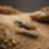 Innovative termite control technology
