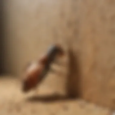 Chemical barrier to deter termites