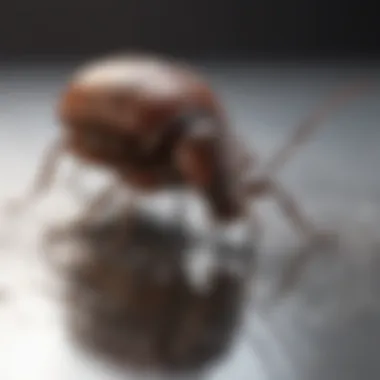 Chemical treatment for roach and bed bug extermination