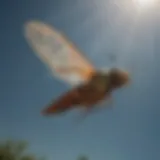 Magnificent Cicada Killer in Flight