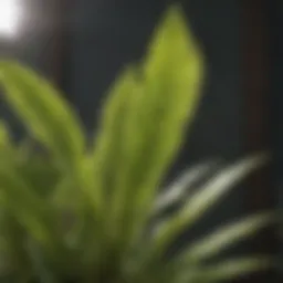 Citronella plant leaves as natural mosquito repellent