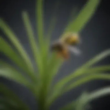 Citronella Plant: Natural Wasp Repellent Botanical Illustration of Citronella Plant