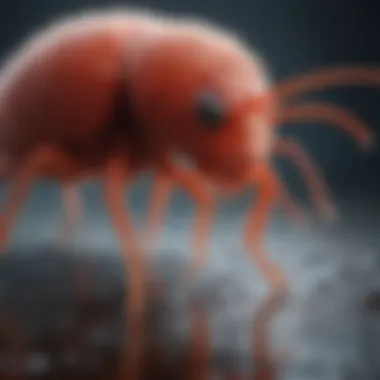 Maintaining Hygiene to Combat Red Mites Cleaning and Disinfecting Infested Areas