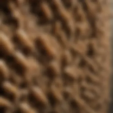 Close-up of Fitton Termite Colony in Urban Setting Close-up of Fitton termite colony in urban setting