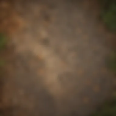 Close-up of Fox Paw Prints in Boston Park