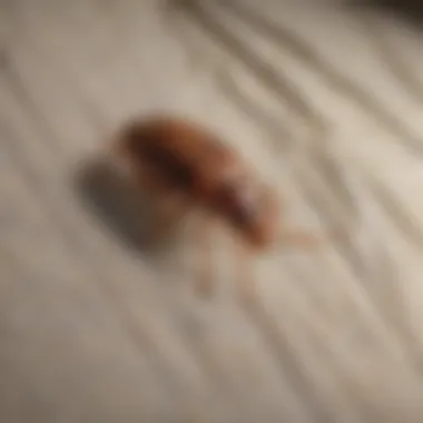 Close-up of bed bug repellent fabric