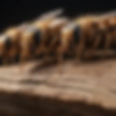 Detailed Look at Haskell Termite Workers in Tampa Close-Up of Haskell Termite Workers in Tampa