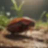 Illustration depicting the biology of cockroaches and their habitat.
