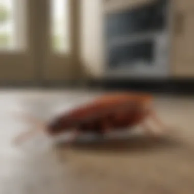 Cockroach Infestation in a Kitchen Close-up of a cockroach infestation in a kitchen