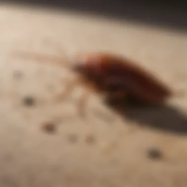 Common Hiding Spots Comprehensive Guide to Cockroach Inspection - Image showcasing common hiding spots for cockroaches