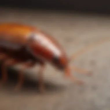 Preventive Measures Against Infestations Comprehensive Guide to Cockroach Inspection - Image highlighting preventive measures to deter cockroach infestations