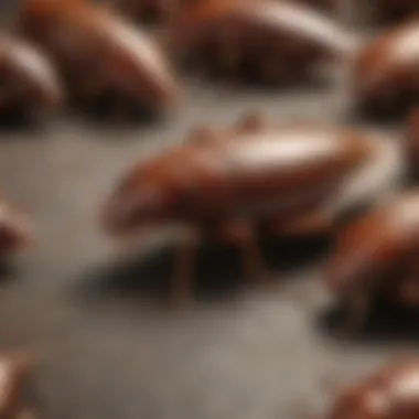 Variety of Cockroach Species Comprehensive Guide to Cockroach Inspection - Image illustrating different types of cockroach species