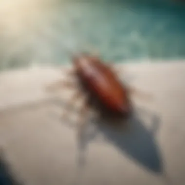 The Intriguing Design Element Intriguing design of the cockroach float