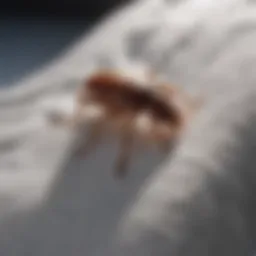 Illustration of a cold treatment setup for bed bugs