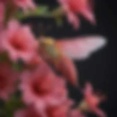 Colorful Rosy Maple Moth perched on a flower