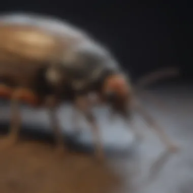 Thorough Examination for Pest Detection Pest Inspection Checklist