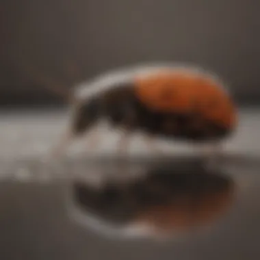 Identifying Common Pests in Your Home Common household pests encountered in Daytona Beach