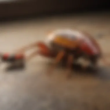 Product Comparison: Billy's Roach Spray vs Others Comparative analysis of roach sprays for effective pest management