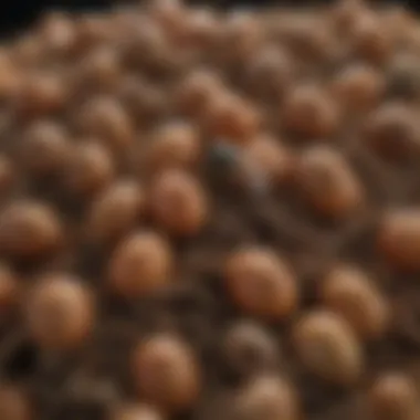 Close-up of fly eggs on organic waste