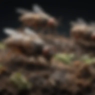 Fly larvae on animal feces