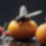 A fly sitting on a rotten fruit