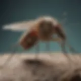 Illustration of intricate mosquito biology