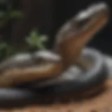 Illustration of snake repellent product