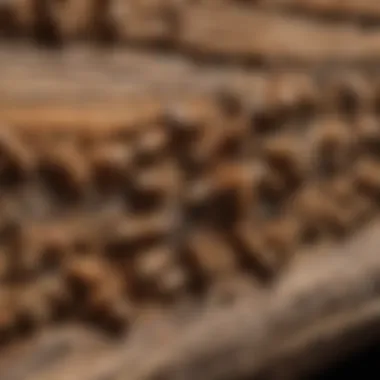 Application of Treebark Termite Products Close-up view of treebark termite product application on wood surfaces