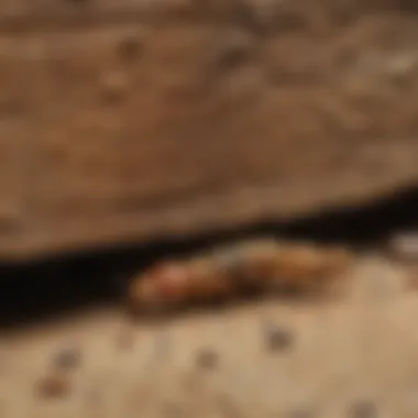 Odorless vs Traditional Treatments Comparison of odorless and traditional termite treatments