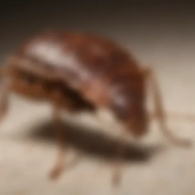 Close-up of a bed bug on fabric