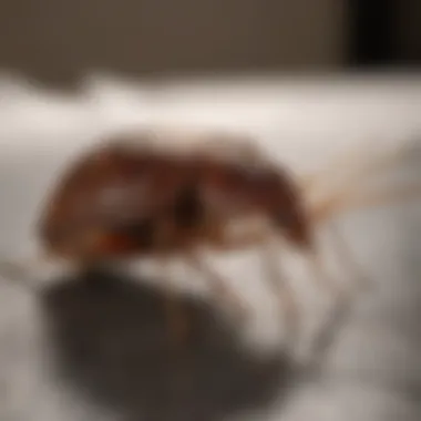 Advanced Inspection Methods for Bed Bugs Bed Bug Inspection Techniques in Louisville KY