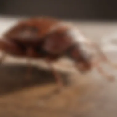 Strategic Preventative Tactics for Bed Bug Control Preventative Measures Against Bed Bugs in Louisville KY