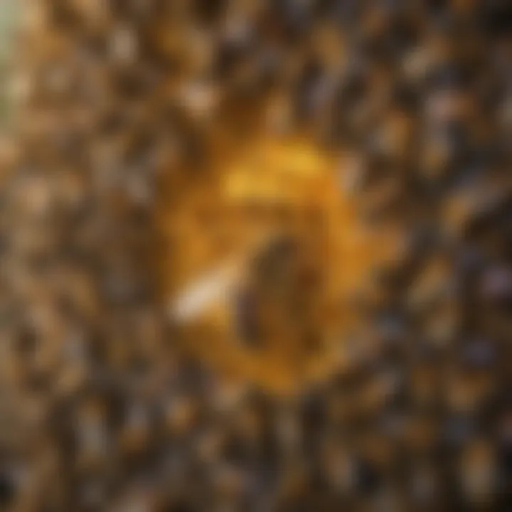 Bees and Ecosystems in Santa Barbara Ecological Impact of Bees in Santa Barbara