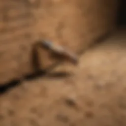 Termite Control Expertise