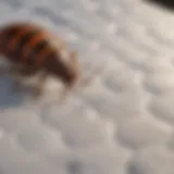 Inspecting under mattress