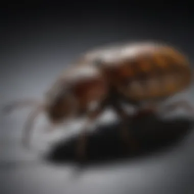 Using flashlight to search for bedbugs