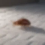Detailed inspection of mattress for bed bugs