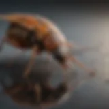 Feeding Behavior of Burns Pest Close-up of burns pest feeding on a surface