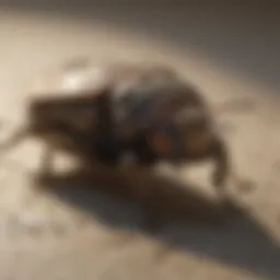 Eco-Friendly Pest Control Methods