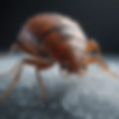 Bed bug frozen in ice