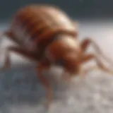 Bed bugs frozen in cold temperature