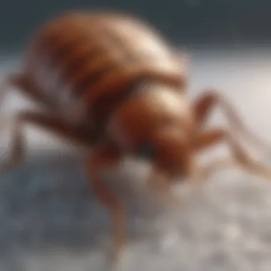 Impact of Cold on Bed Bugs Bed bugs frozen in cold temperature