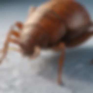 Frozen bed bug infestation