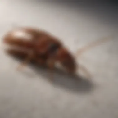 Targeting Bed Bugs' Habitat Bed bug infestation in mattress seams