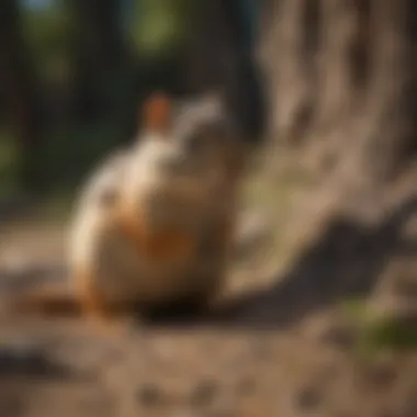 Effective Chipmunk Prevention Chipmunk prevention strategies