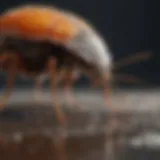 Natural repellents for stink bugs