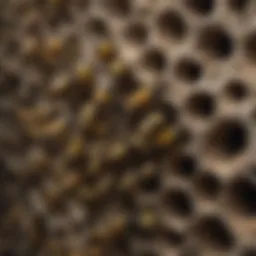 Wasp Nest Identification