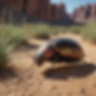Natural Pest Prevention in Desert Landscape Natural Pest Prevention in Desert Landscape
